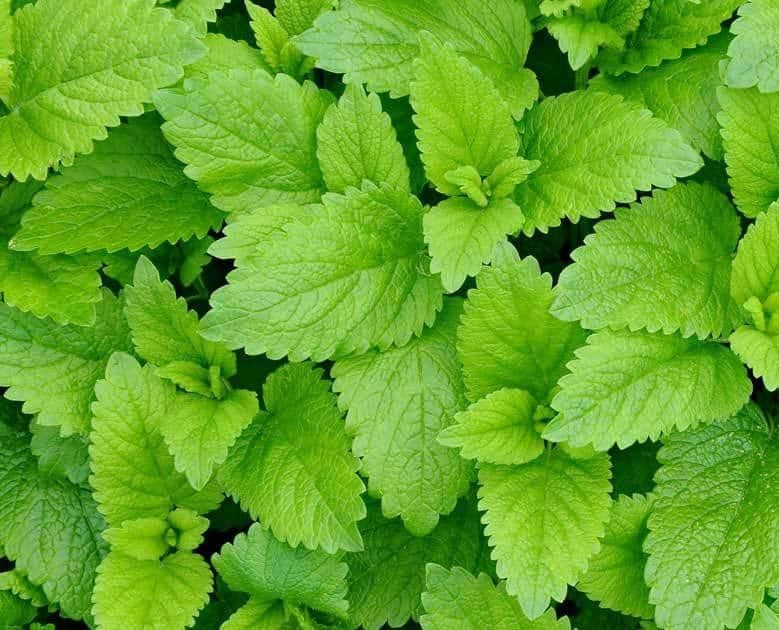 Herb Melissa Officinalis Lemon Balm - View 16 from www redcrocus com