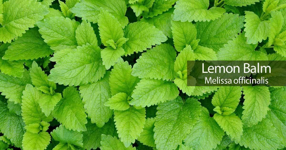 Herb Melissa Officinalis Lemon Balm - View 17 from www redcrocus com