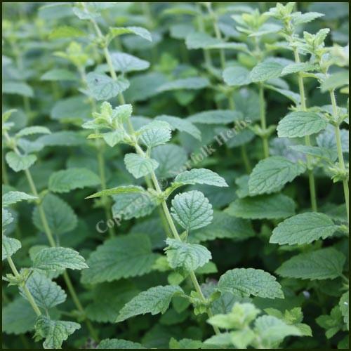 Herb Melissa Officinalis Lemon Balm - View 18 from www redcrocus com