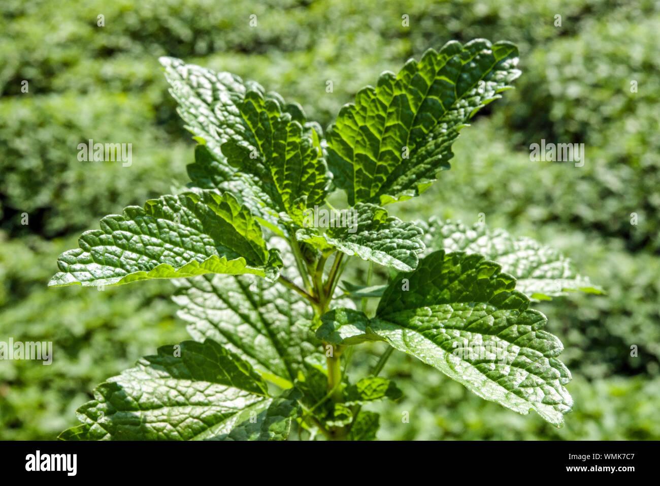Herb Melissa Officinalis Lemon Balm - View 19 from www redcrocus com