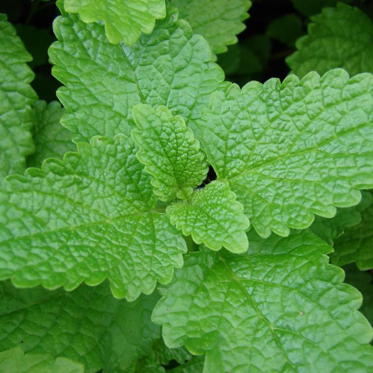 Herb Melissa Officinalis Lemon Balm - View 1 from www redcrocus com