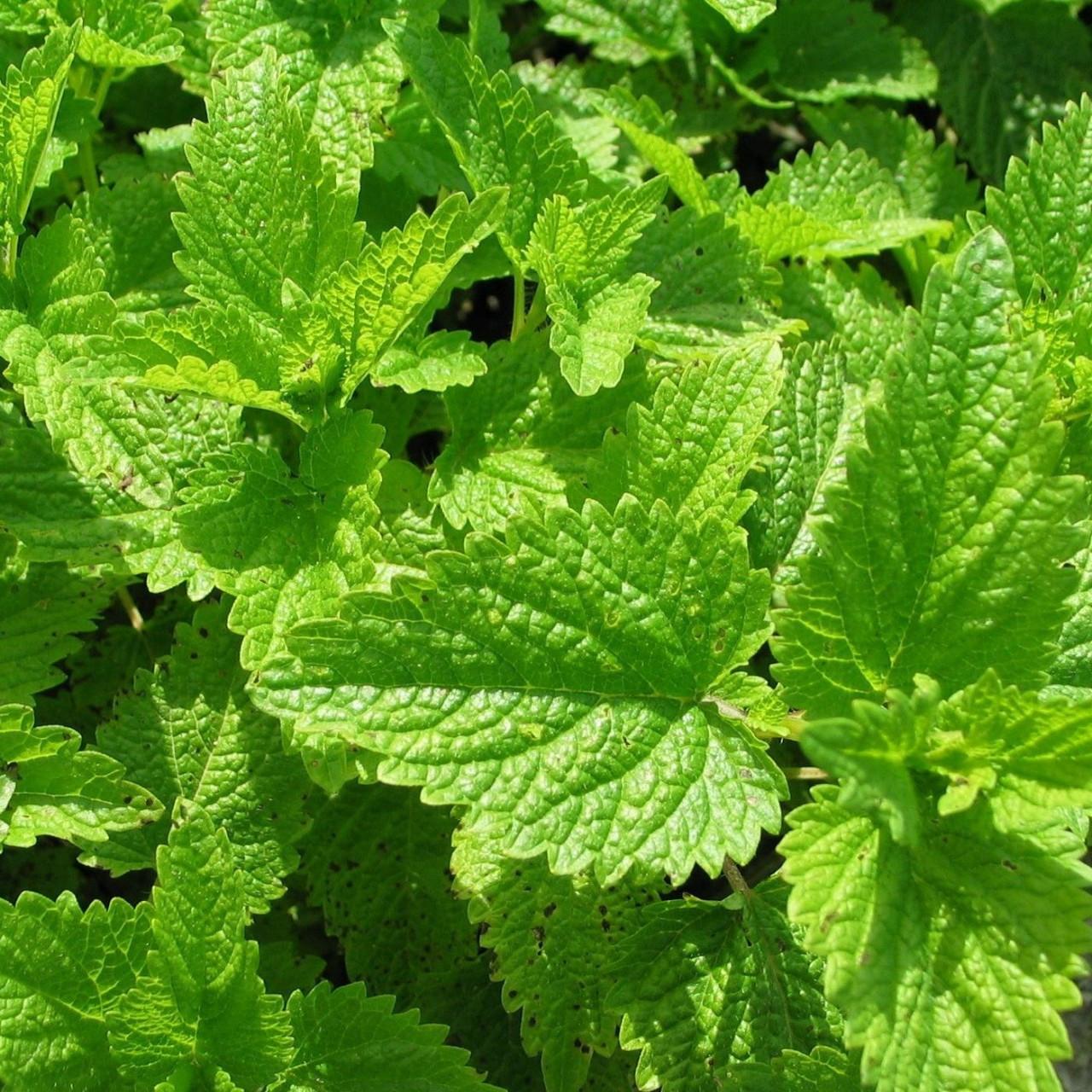 Herb Melissa Officinalis Lemon Balm - View 2 from www redcrocus com