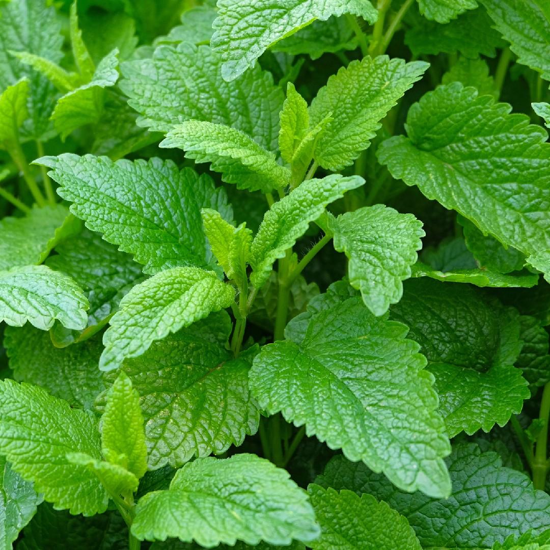 Herb Melissa Officinalis Lemon Balm - View 4 from www redcrocus com