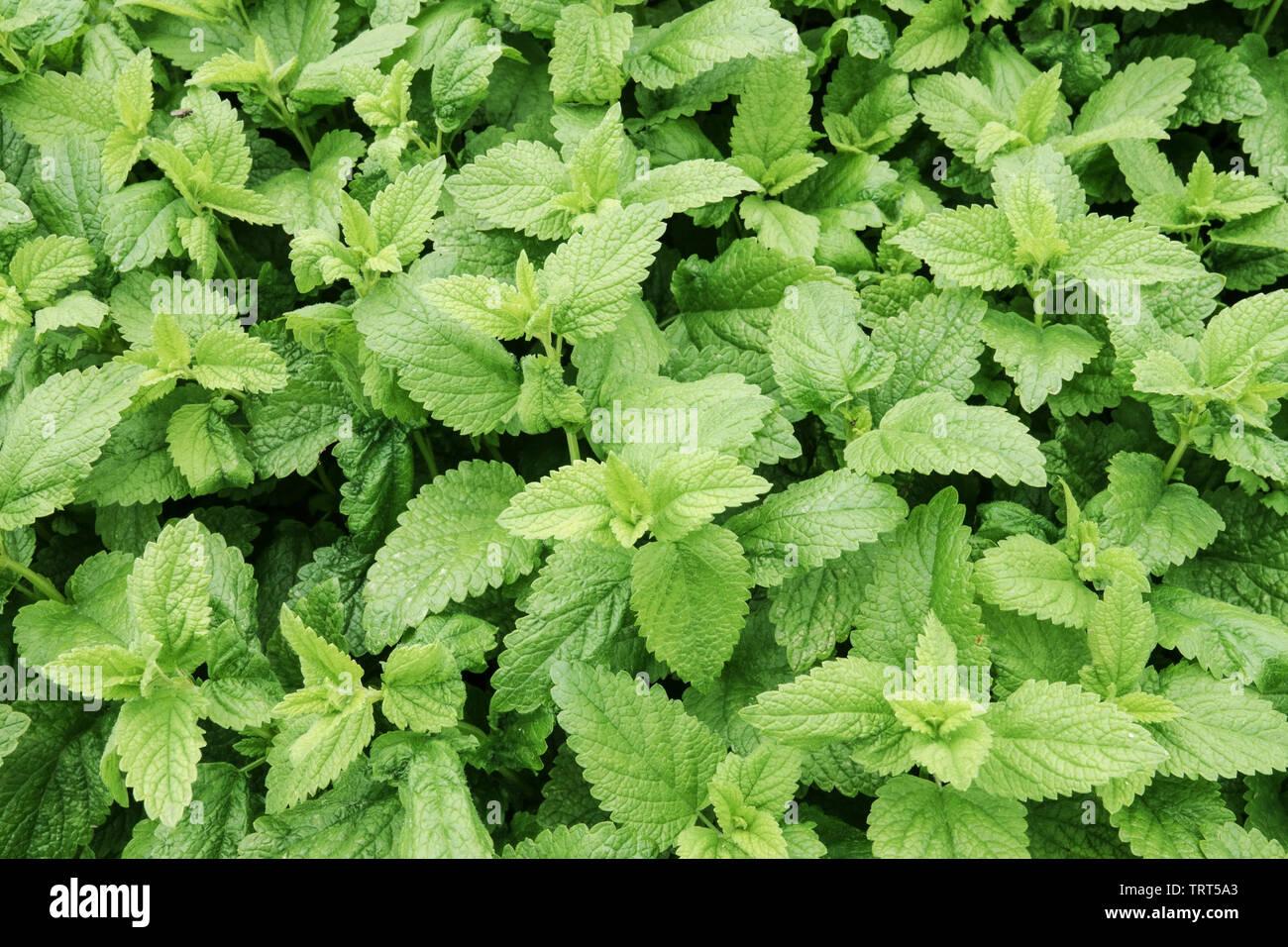 Herb Melissa Officinalis Lemon Balm - View 5 from www redcrocus com