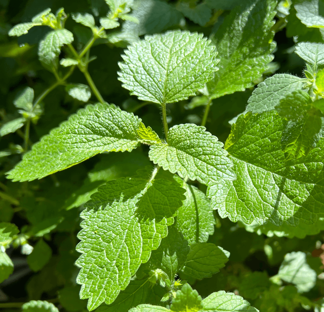 Herb Melissa Officinalis Lemon Balm - View 6 from www redcrocus com
