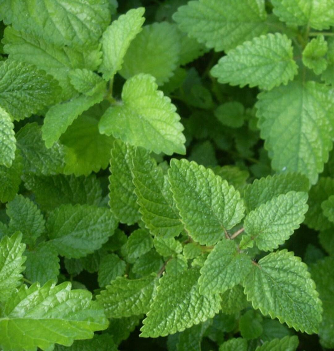 Herb Melissa Officinalis Lemon Balm - View 8 from www redcrocus com