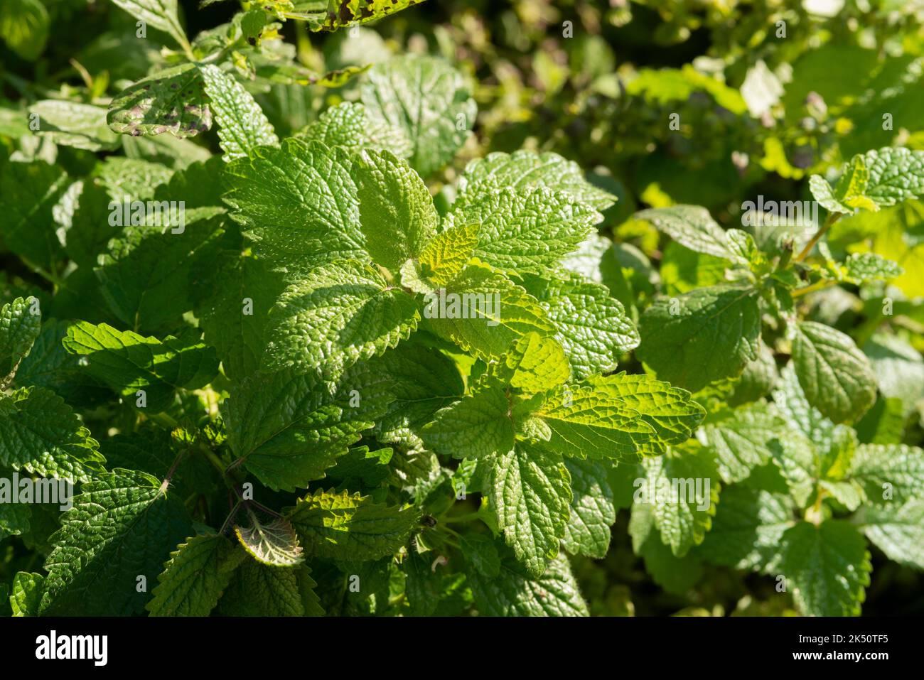 Herb Melissa Officinalis Lemon Balm - View 9 from www redcrocus com
