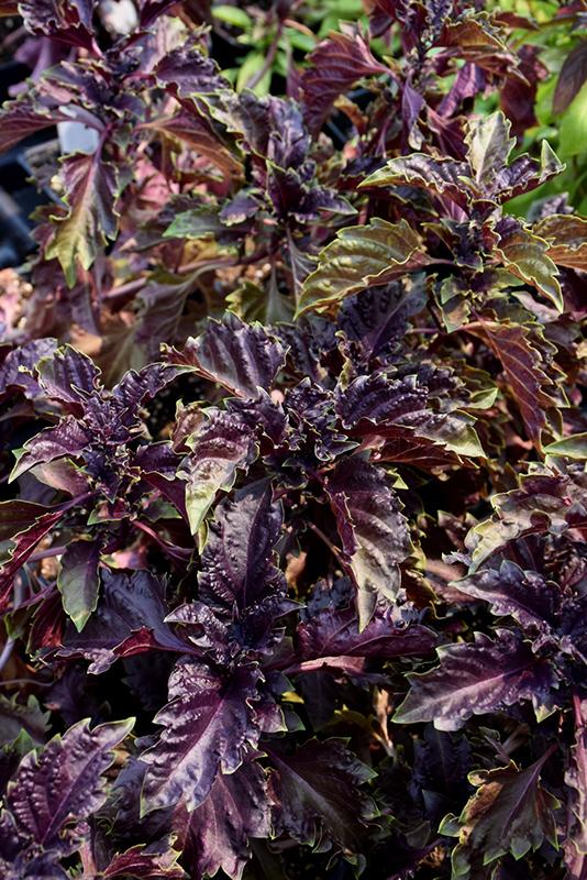 Herb Ocimum Basilicum Purple Ruffles - View 10 from www redcrocus com