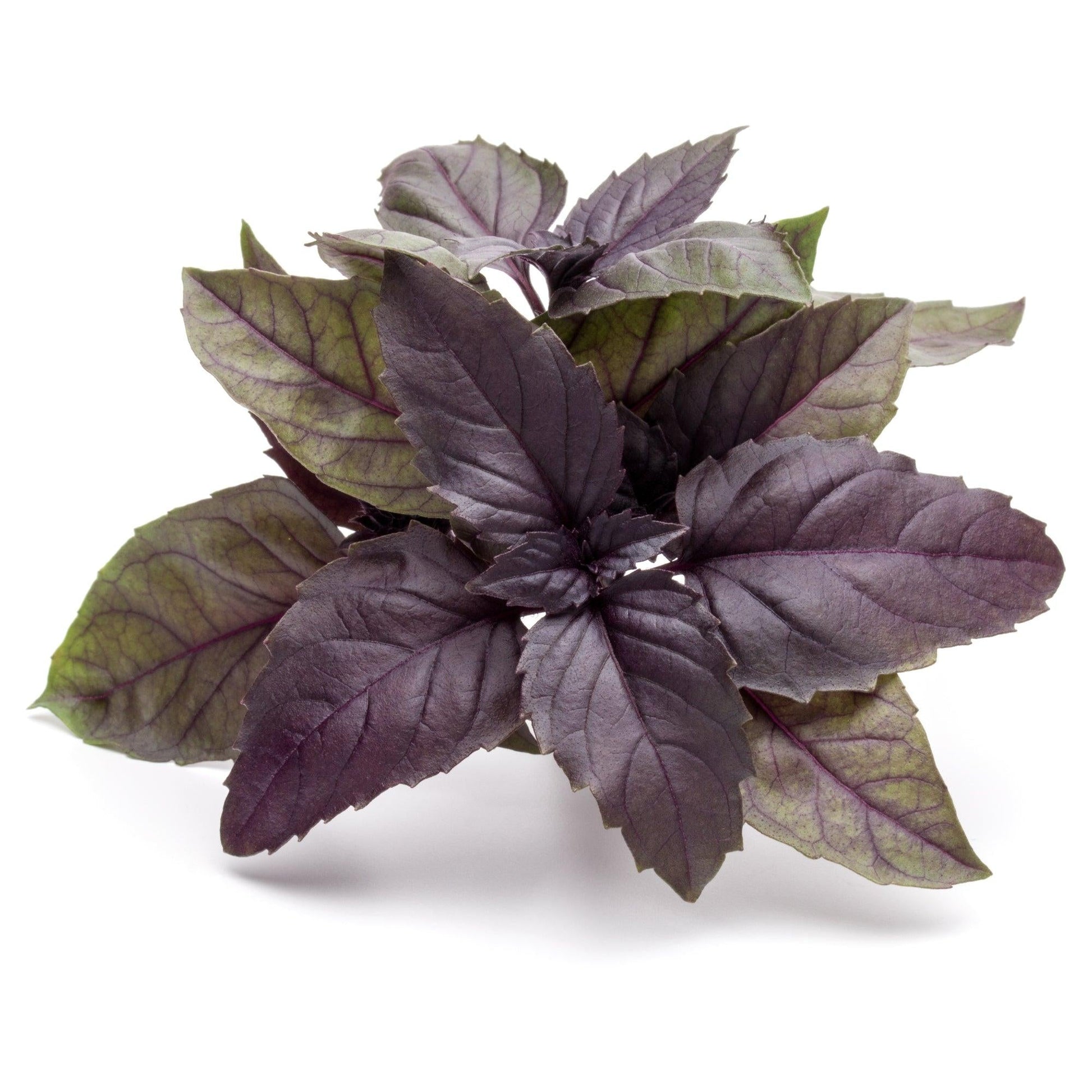 Herb Ocimum Basilicum Purple Ruffles - View 16 from www redcrocus com