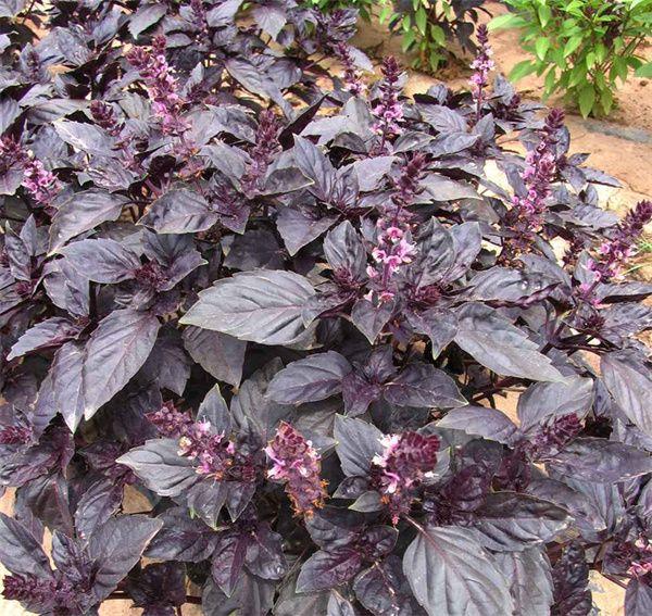Herb Ocimum Basilicum Purple Ruffles - View 1 from www redcrocus com