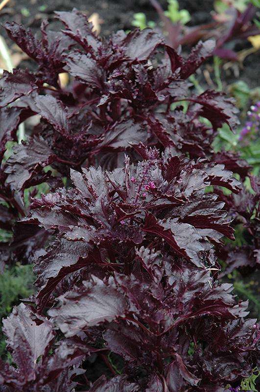 Herb Ocimum Basilicum Purple Ruffles - View 2 from www redcrocus com
