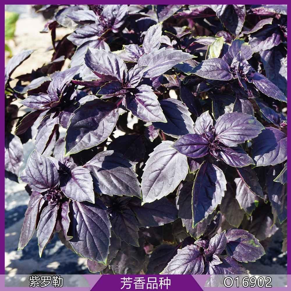 Herb Ocimum Basilicum Purple Ruffles - View 3 from www redcrocus com