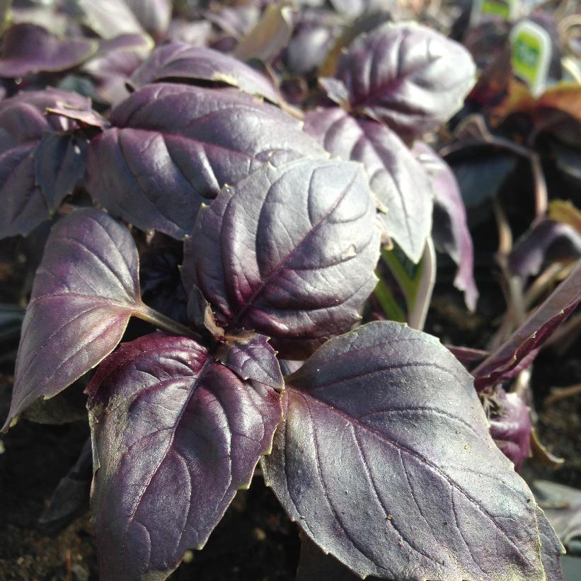 Herb Ocimum Basilicum Purple Ruffles - View 5 from www redcrocus com
