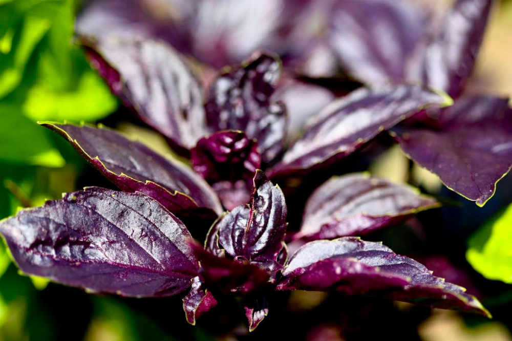 Herb Ocimum Basilicum Purple Ruffles - View 6 from www redcrocus com