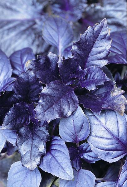 Herb Ocimum Basilicum Purple Ruffles - View 7 from www redcrocus com