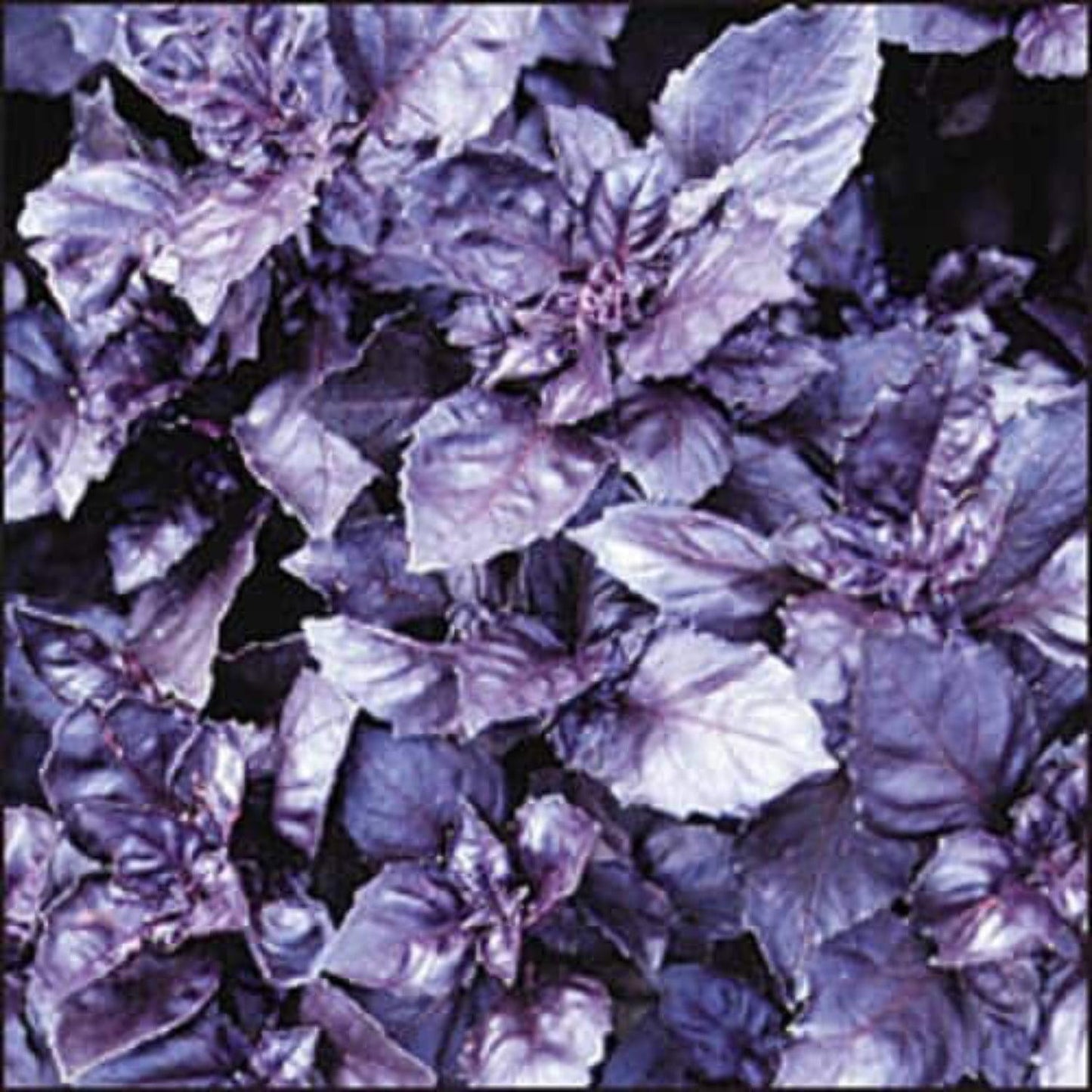 Herb Ocimum Basilicum Purple Ruffles - View 8 from www redcrocus com