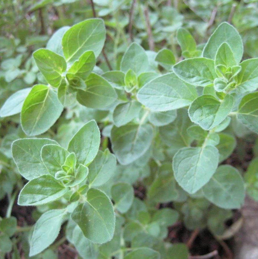 Herb Origanum Vulgare Hirtum - View 15 from www redcrocus com