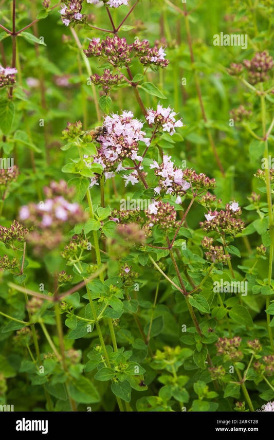 Herb Origanum Vulgare Hirtum - View 1 from www redcrocus com