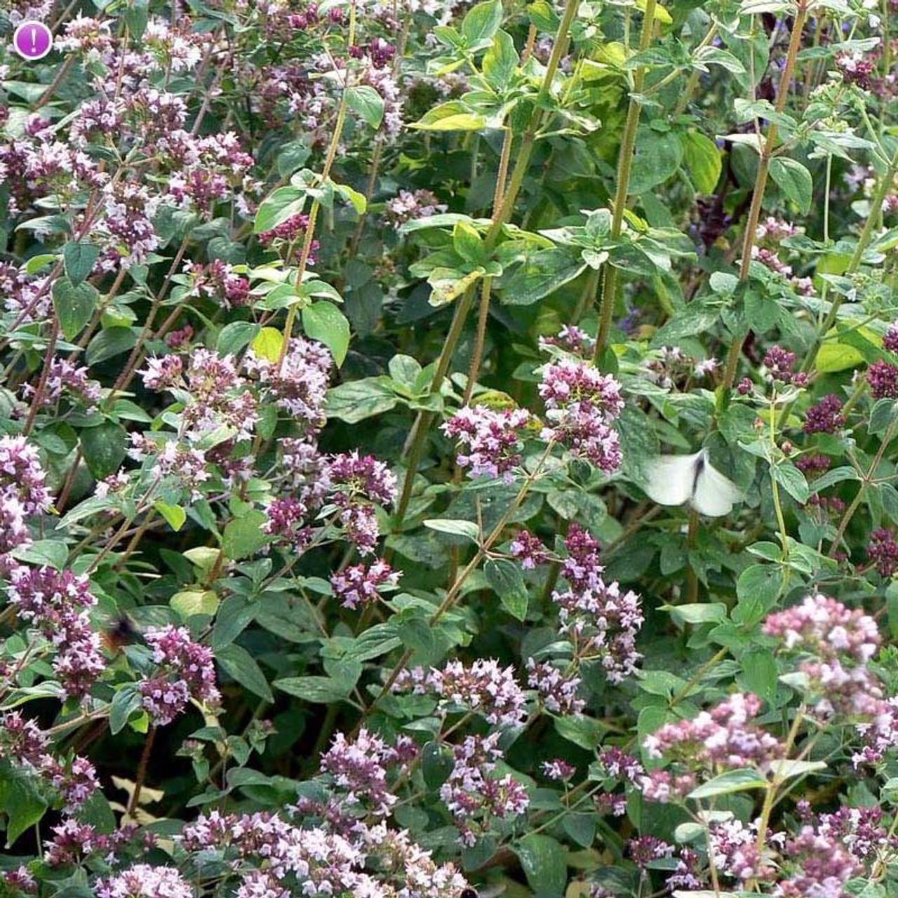 Herb Origanum Vulgare Hirtum - View 3 from www redcrocus com