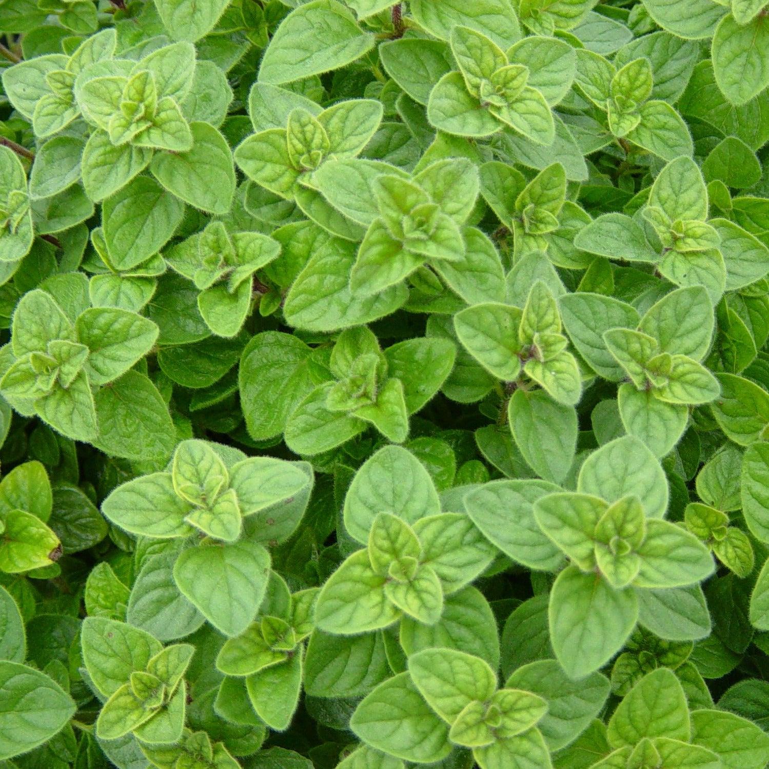 Herb Origanum Vulgare Hirtum - View 9 from www redcrocus com