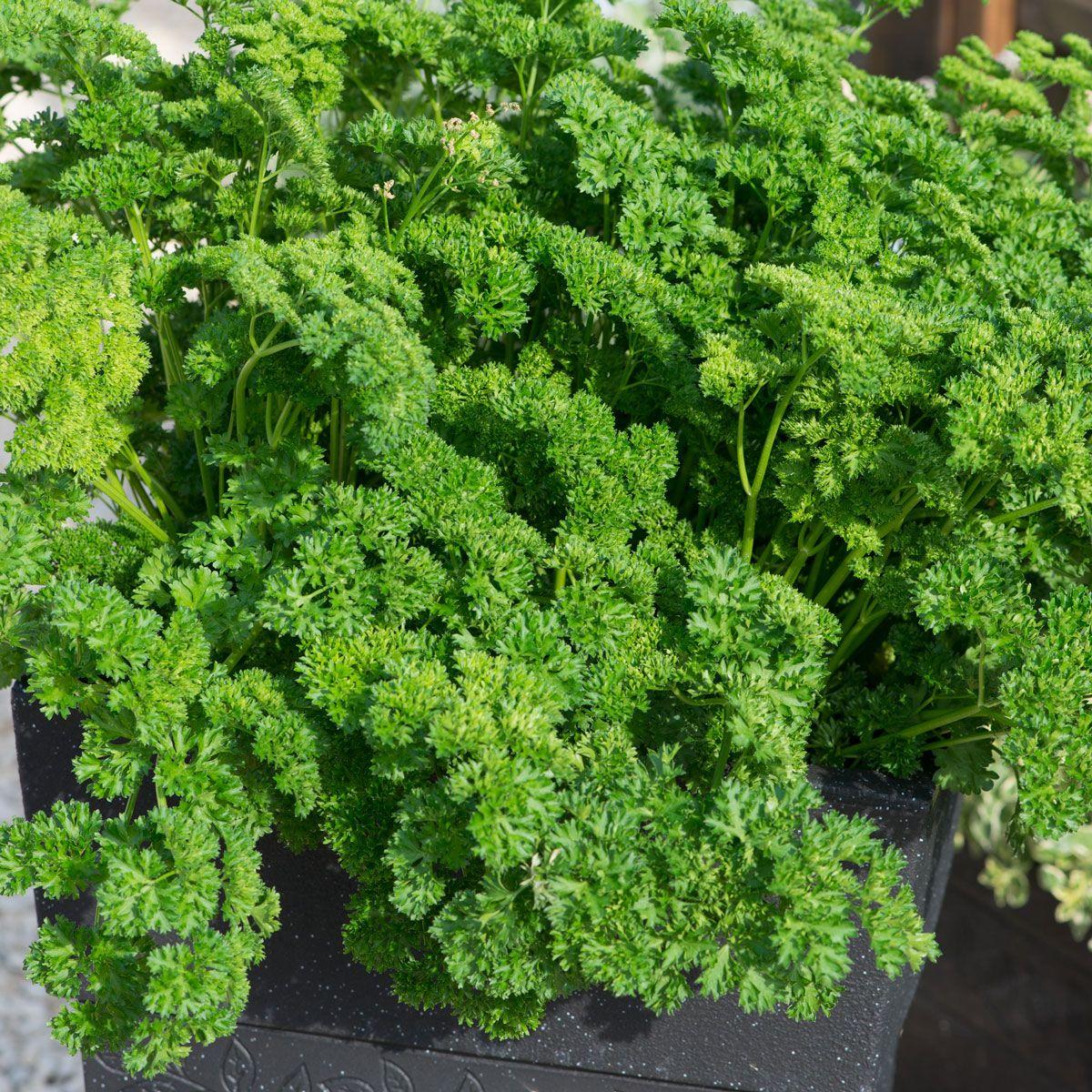 Herb Petroselinum Crispum Curly Parsley - View 10 from www redcrocus com