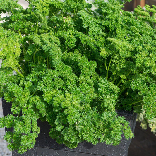 Herb Petroselinum Crispum Curly Parsley - View 10 from www redcrocus com