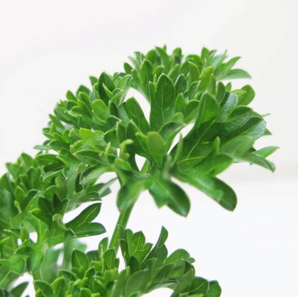 Herb Petroselinum Crispum Curly Parsley - View 12 from www redcrocus com