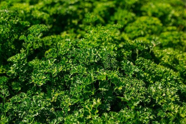 Herb Petroselinum Crispum Curly Parsley - View 13 from www redcrocus com