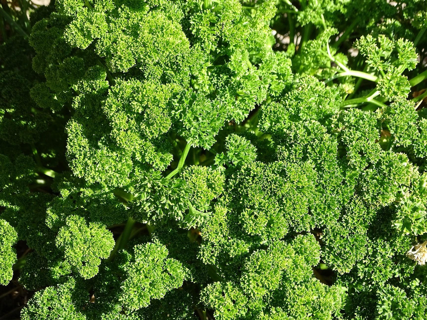 Herb Petroselinum Crispum Curly Parsley - View 14 from www redcrocus com
