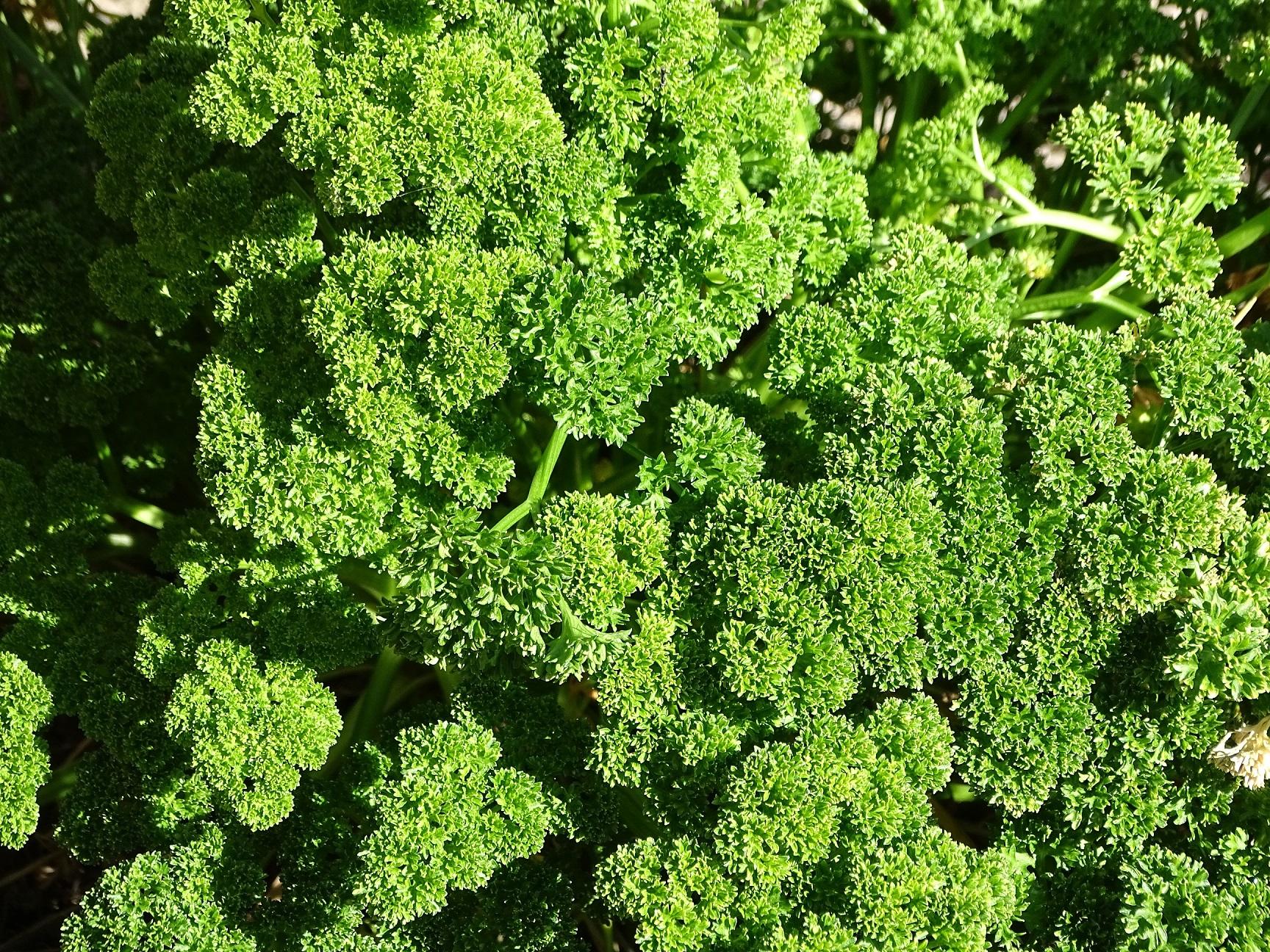 Herb Petroselinum Crispum Curly Parsley - View 14 from www redcrocus com