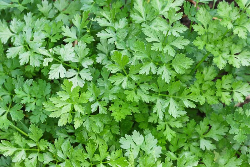 Herb Petroselinum Crispum Curly Parsley - View 15 from www redcrocus com