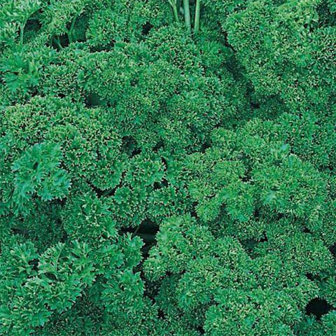 Herb Petroselinum Crispum Curly Parsley - View 15 from www redcrocus com
