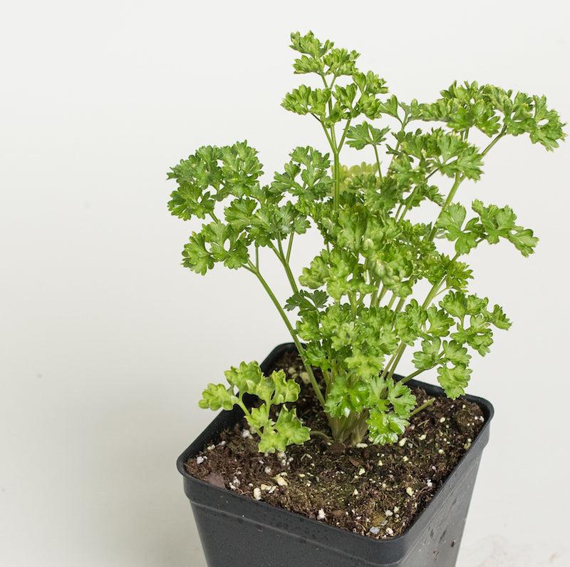 Herb Petroselinum Crispum Curly Parsley - View 17 from www redcrocus com
