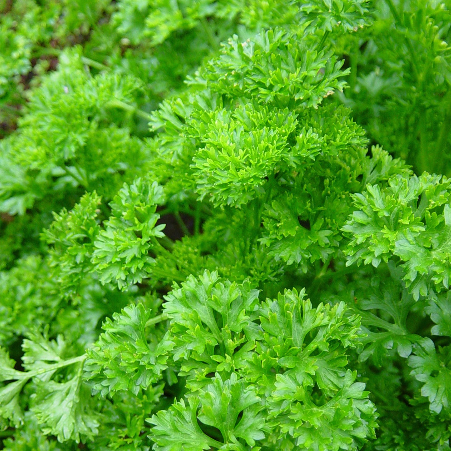 Herb Petroselinum Crispum Curly Parsley - View 2 from www redcrocus com
