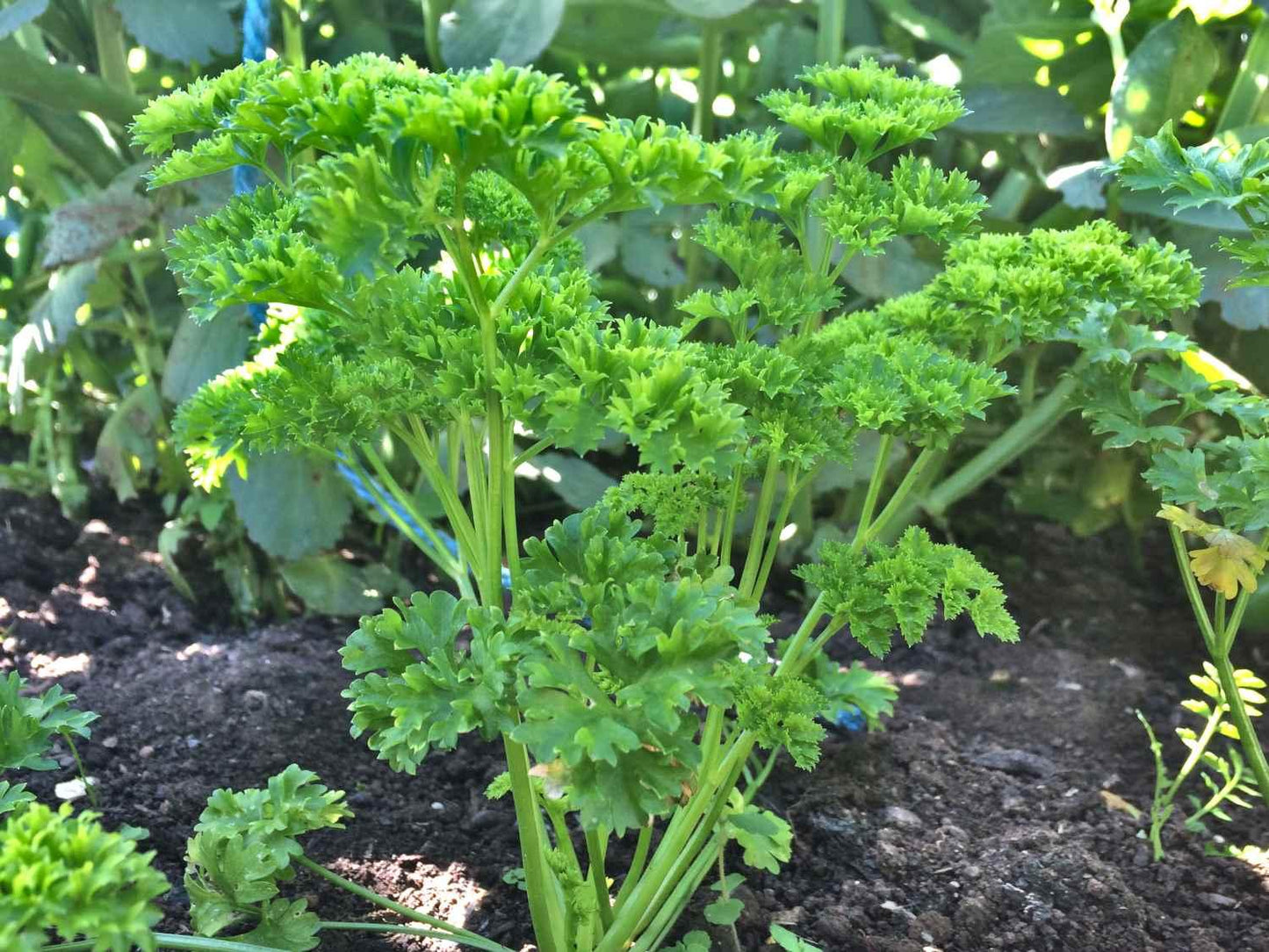 Herb Petroselinum Crispum Curly Parsley - View 3 from www redcrocus com