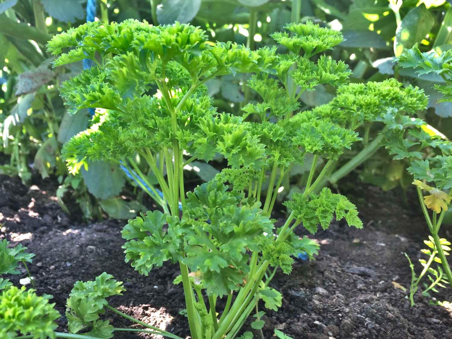 Herb Petroselinum Crispum Curly Parsley - View 3 from www redcrocus com