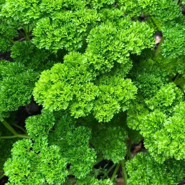 Herb Petroselinum Crispum Curly Parsley - View 6 from www redcrocus com