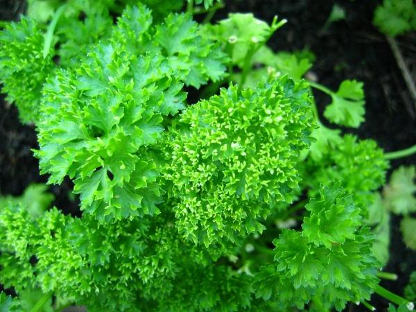 Herb Petroselinum Crispum Curly Parsley - View 7 from www redcrocus com