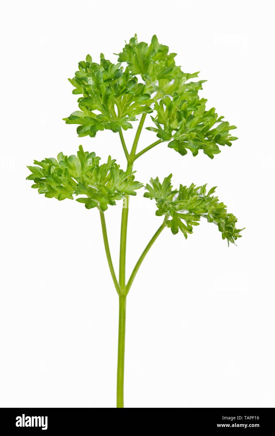 Herb Petroselinum Crispum Curly Parsley - View 8 from www redcrocus com