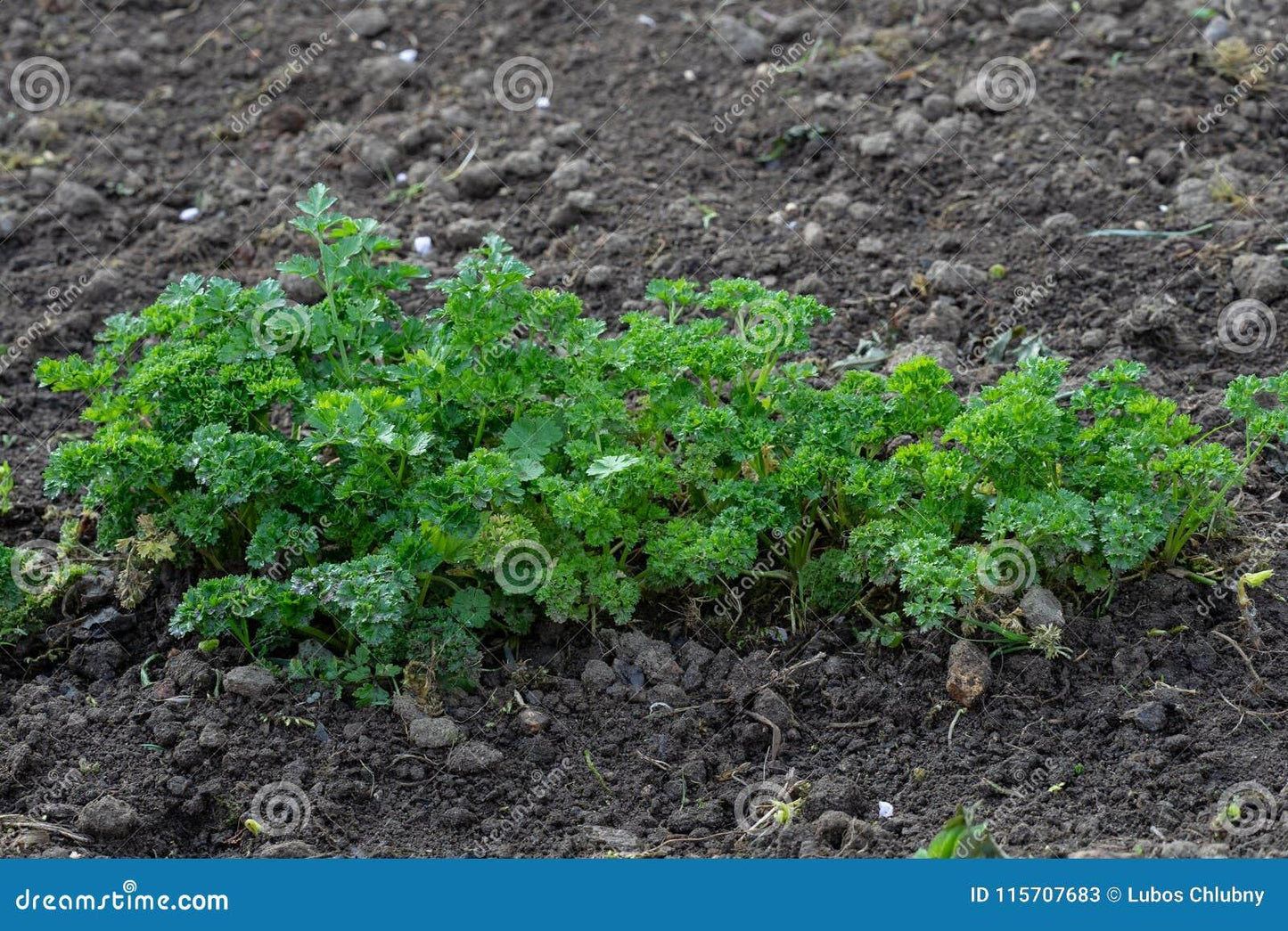 Herb Petroselinum Crispum Curly Parsley - View 9 from www redcrocus com