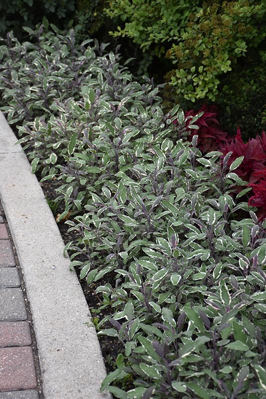 Herb Salvia Officinalis Tri Color Sage - View 10 from www redcrocus com