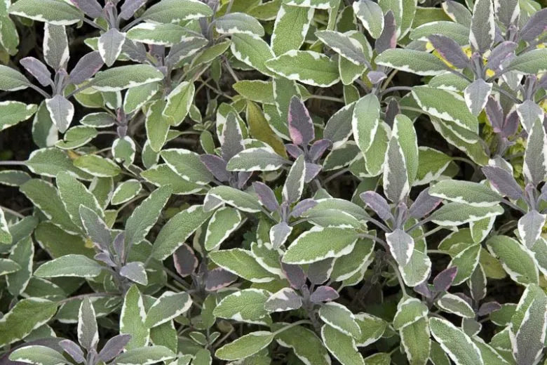 Herb Salvia Officinalis Tri Color Sage - View 12 from www redcrocus com