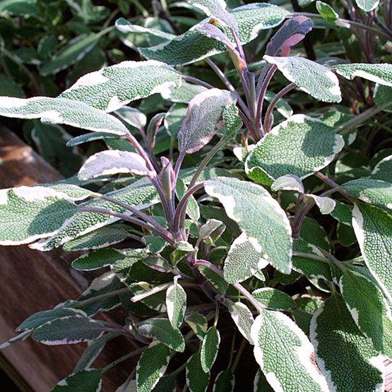 Herb Salvia Officinalis Tri Color Sage - View 14 from www redcrocus com