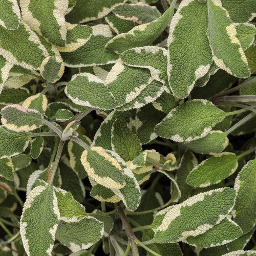 Herb Salvia Officinalis Tri Color Sage - View 16 from www redcrocus com