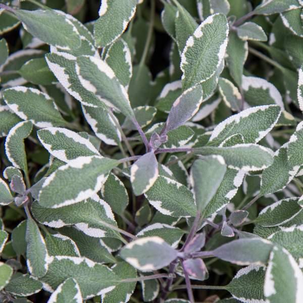 Herb Salvia Officinalis Tri Color Sage - View 18 from www redcrocus com