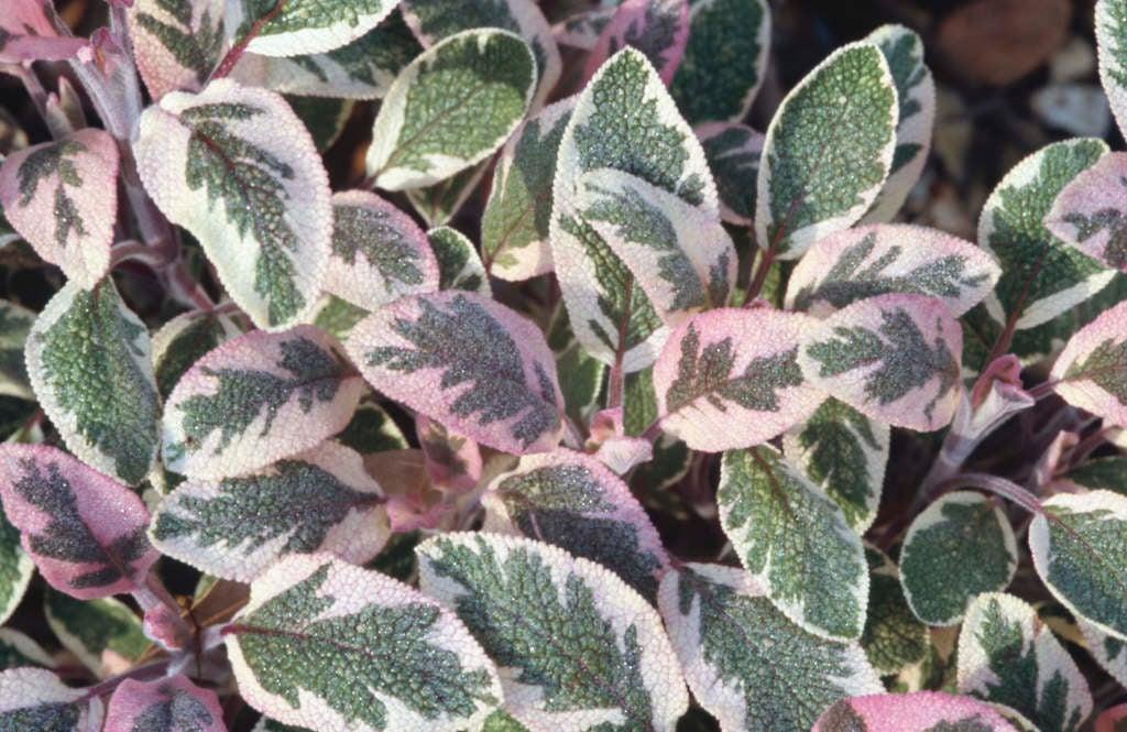 Herb Salvia Officinalis Tri Color Sage - View 19 from www redcrocus com