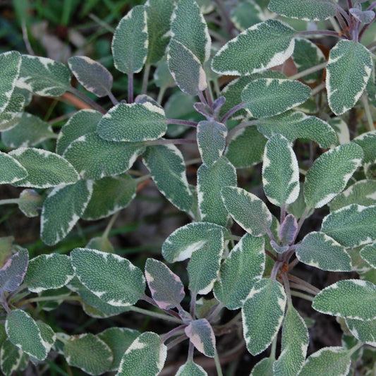 Herb Salvia Officinalis Tri Color Sage - View 1 from www redcrocus com
