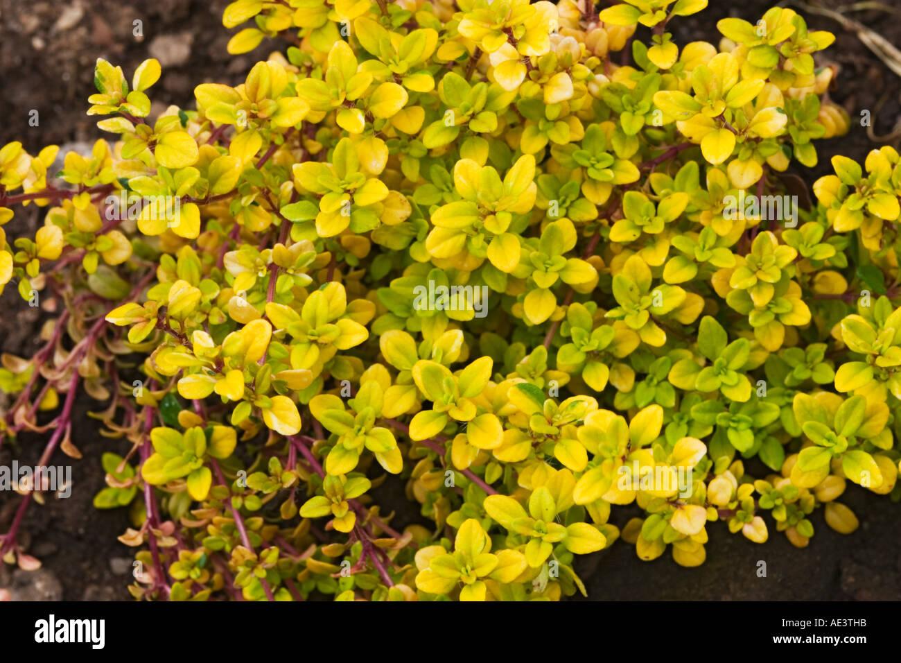 Herb Thymus X Citriodorus - View 12 from www redcrocus com