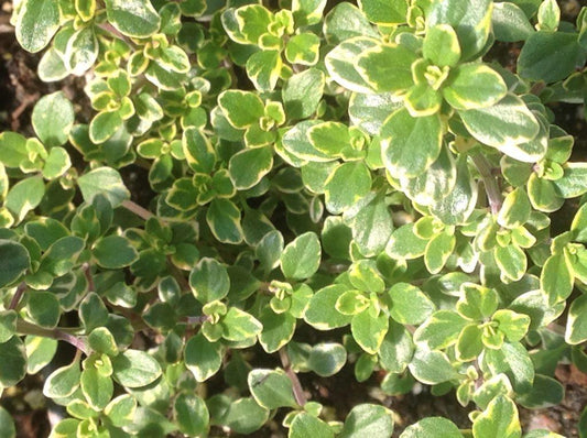 Herb Thymus X Citriodorus - View 13 from www redcrocus com