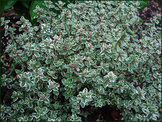 Herb Thymus X Citriodorus - View 14 from www redcrocus com